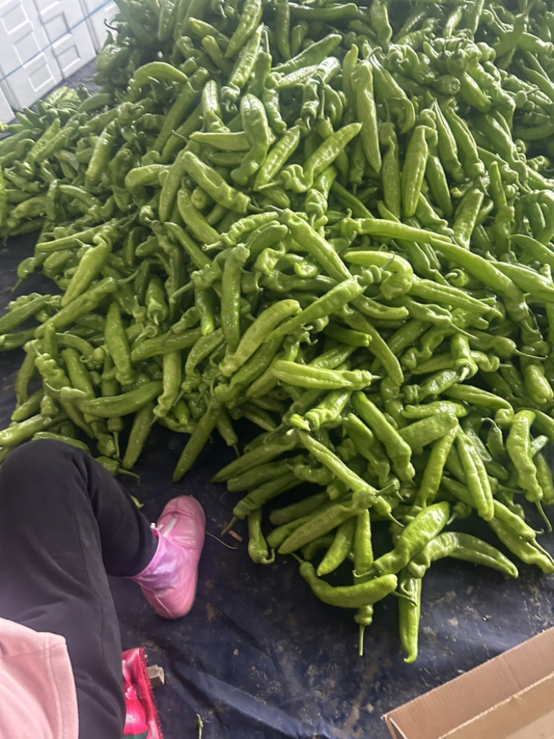 尖椒大量上市，需要的可以联系了。