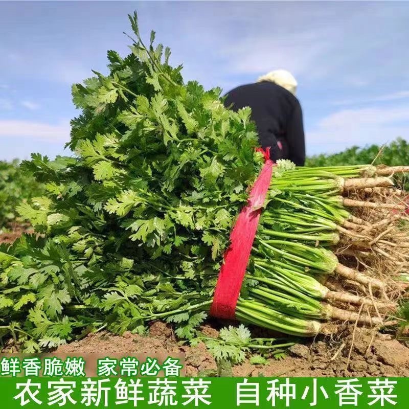东北大叶香菜/黑龙江齐齐哈尔本地香菜/当天采摘/地头发