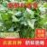东北大叶香菜/黑龙江齐齐哈尔本地香菜/当天采摘/地头发