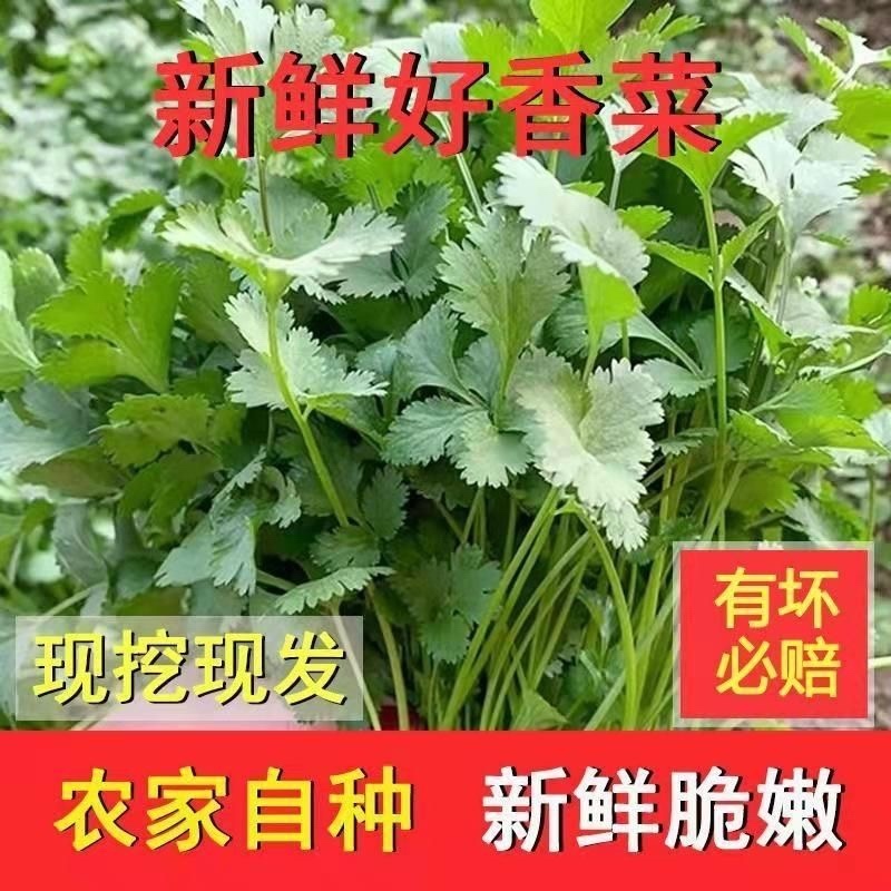 东北大叶香菜/黑龙江齐齐哈尔本地香菜/当天采摘/地头发