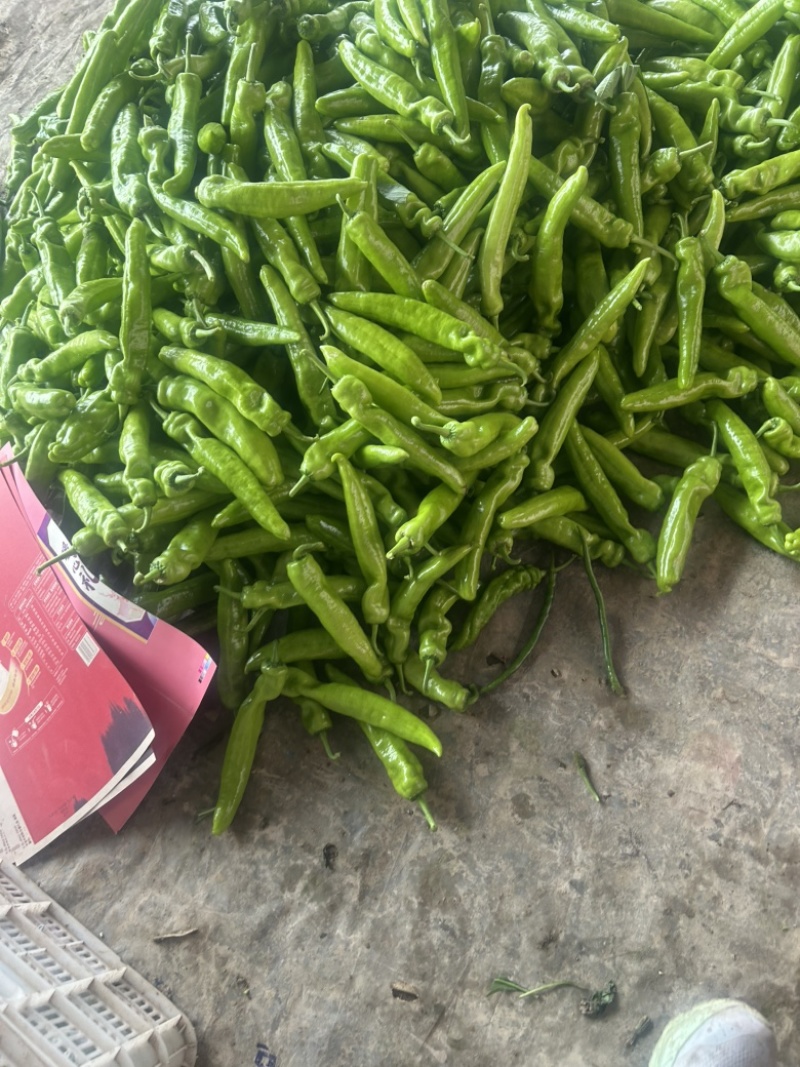 尖椒大量上市，需要的可以联系了。