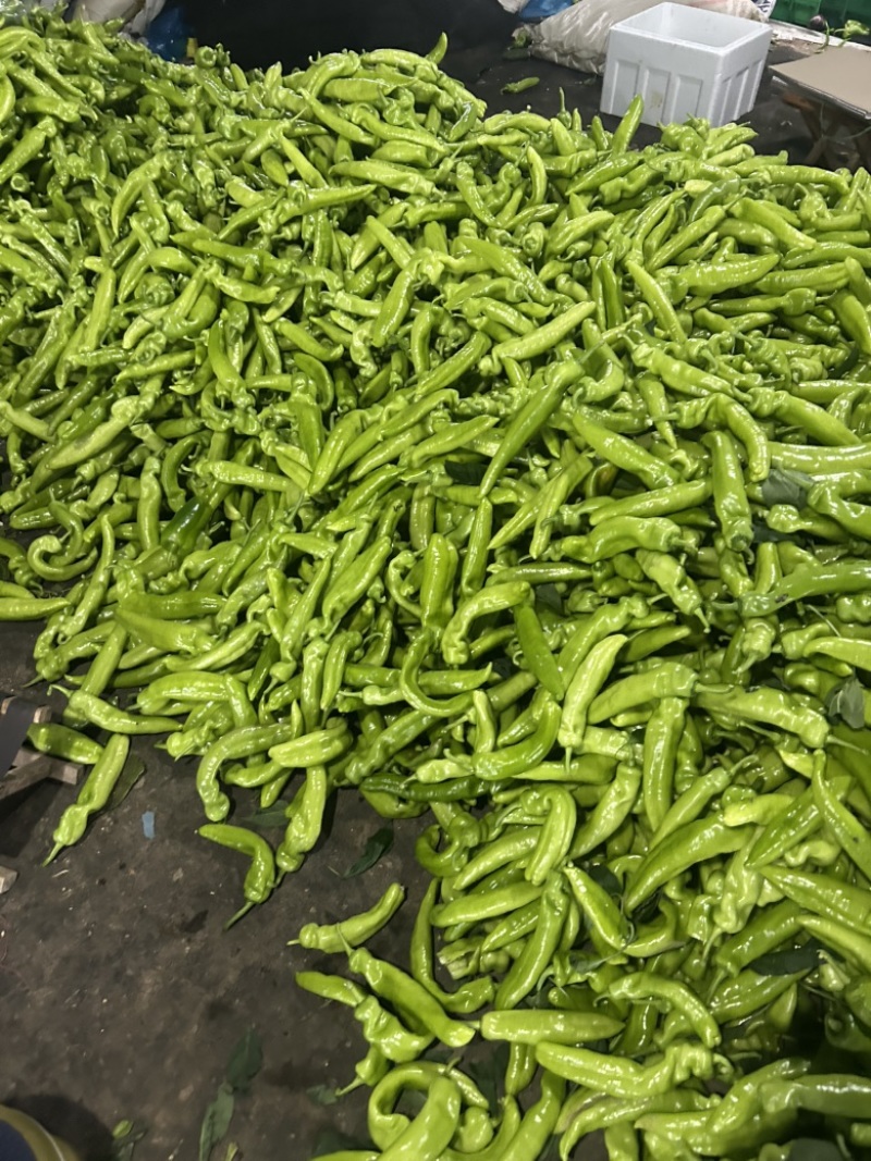 尖椒大量上市，需要的可以联系了。