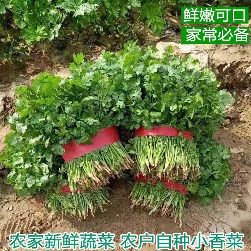 东北大叶香菜/黑龙江齐齐哈尔本地香菜/当天采摘/地头发