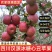 《丑苹果》汉源冰糖心红富士/产地货源/供应电商市场批发