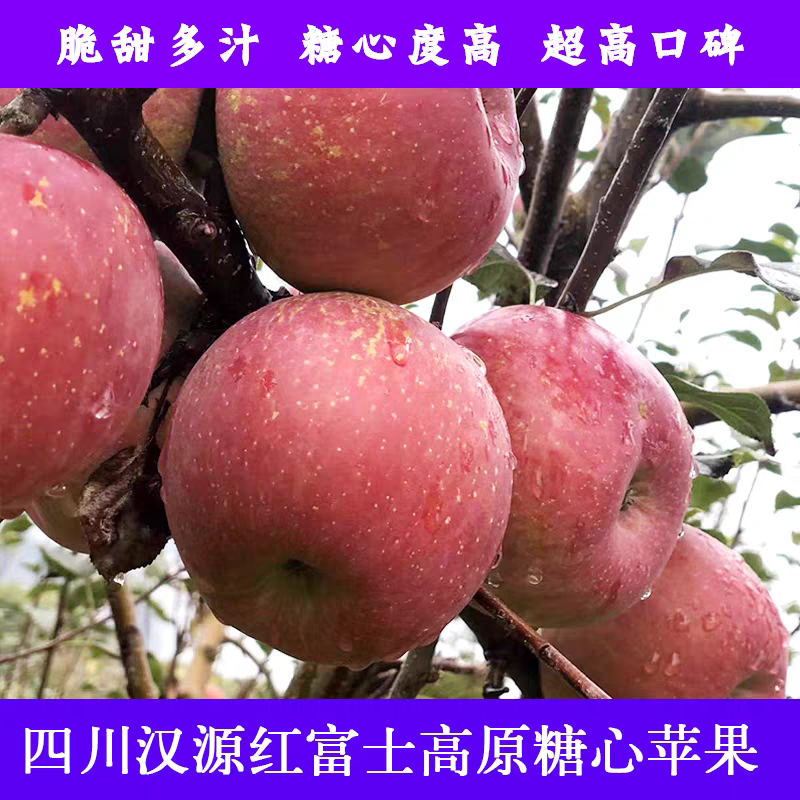 《丑苹果》汉源冰糖心红富士/产地货源/供应电商市场批发