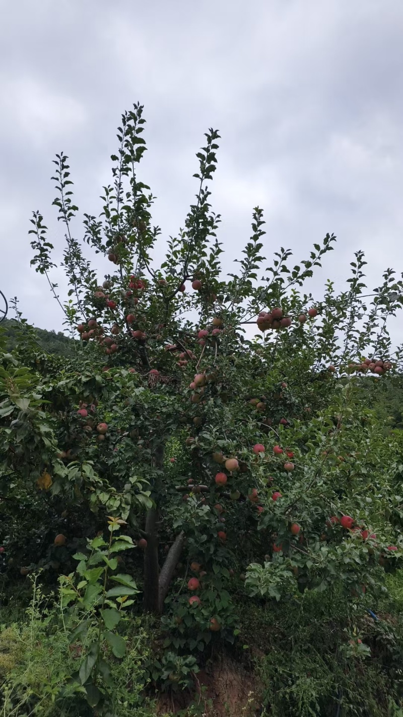 《丑苹果》汉源冰糖心红富士/产地货源/供应电商市场批发