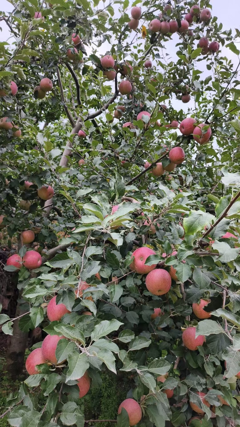 《丑苹果》汉源冰糖心红富士/产地货源/供应电商市场批发
