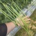 豇豆云南反季节豆角开始上市价格优惠欢迎老板联系