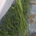豇豆云南反季节豆角开始上市价格优惠欢迎老板联系