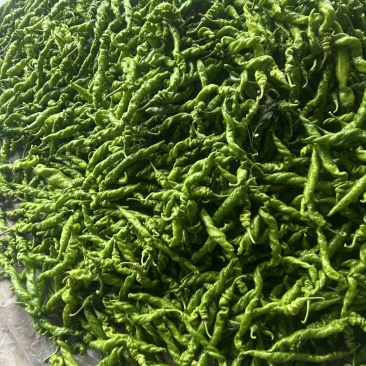 精品螺丝椒大量有货，基地直发，电商供货。
