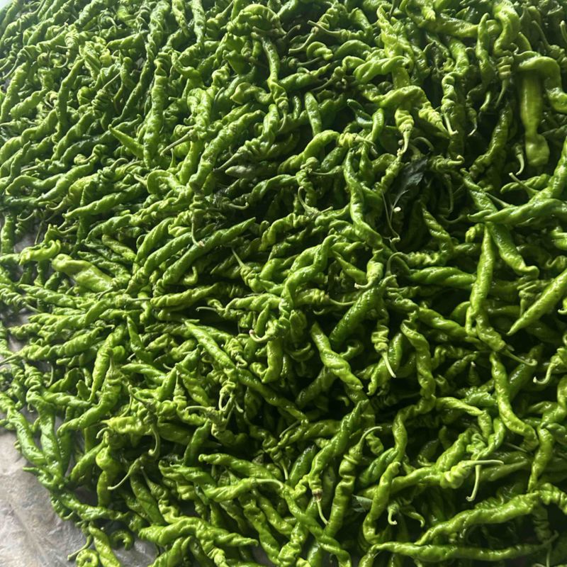 精品螺丝椒大量有货，基地直发，电商供货。