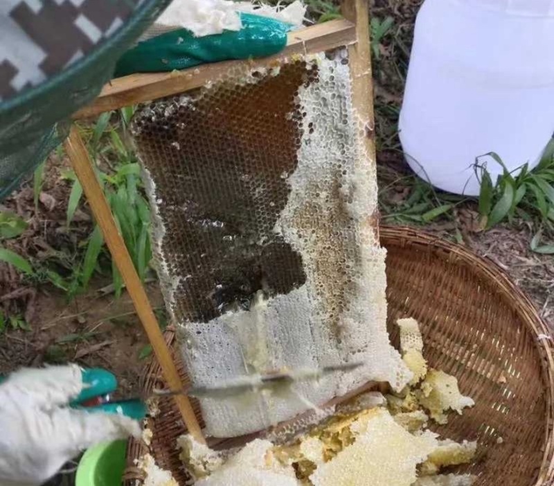 广西农家土蜂蜜蜂蜜口感好自产自销可视频看货对接全国市场