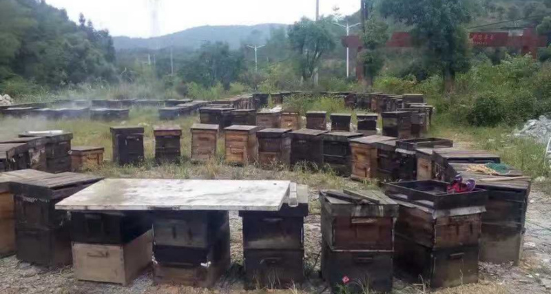 广西农家土蜂蜜蜂蜜口感好自产自销可视频看货对接全国市场