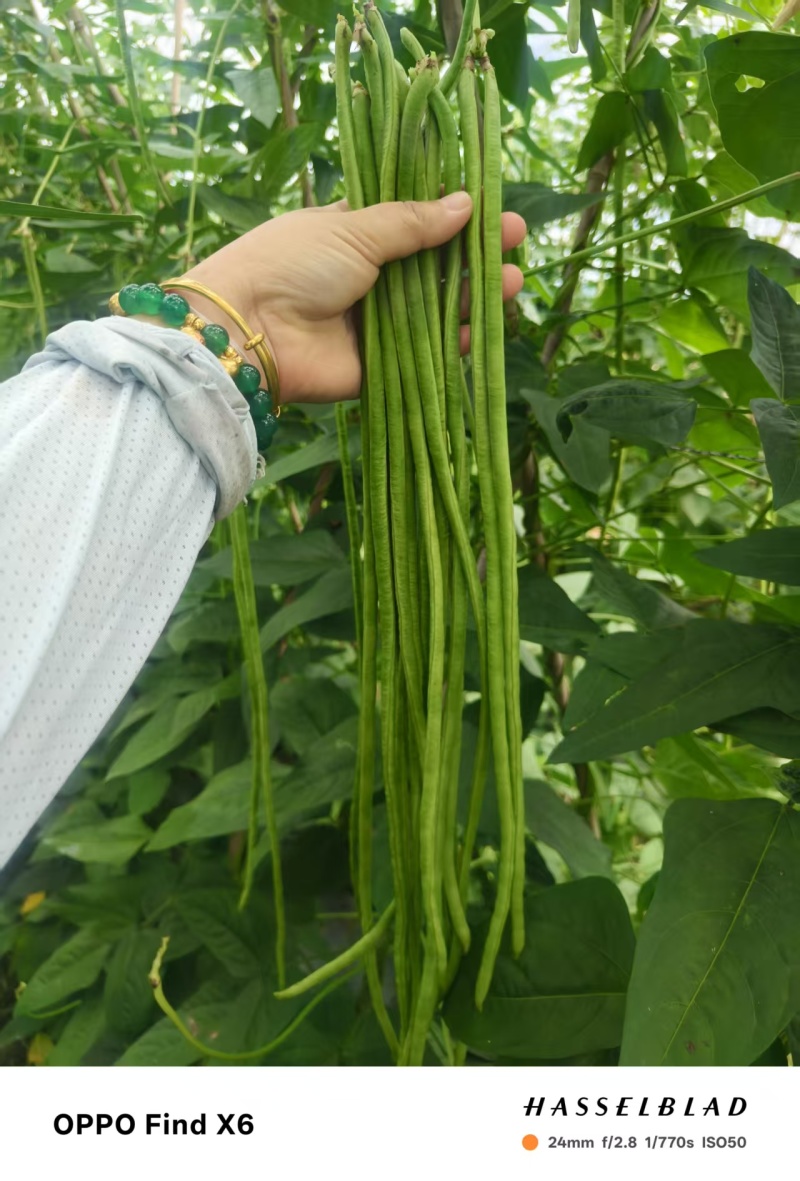 西双版纳新苗豇豆上市品质好质量保证欢迎合作