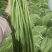西双版纳新苗豇豆上市品质好质量保证欢迎合作