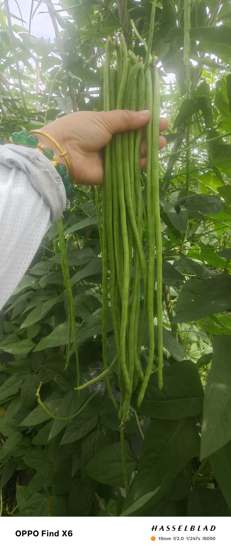 西双版纳新苗豇豆上市品质好质量保证欢迎合作