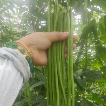 西双版纳新苗豇豆上市品质好质量保证欢迎合作