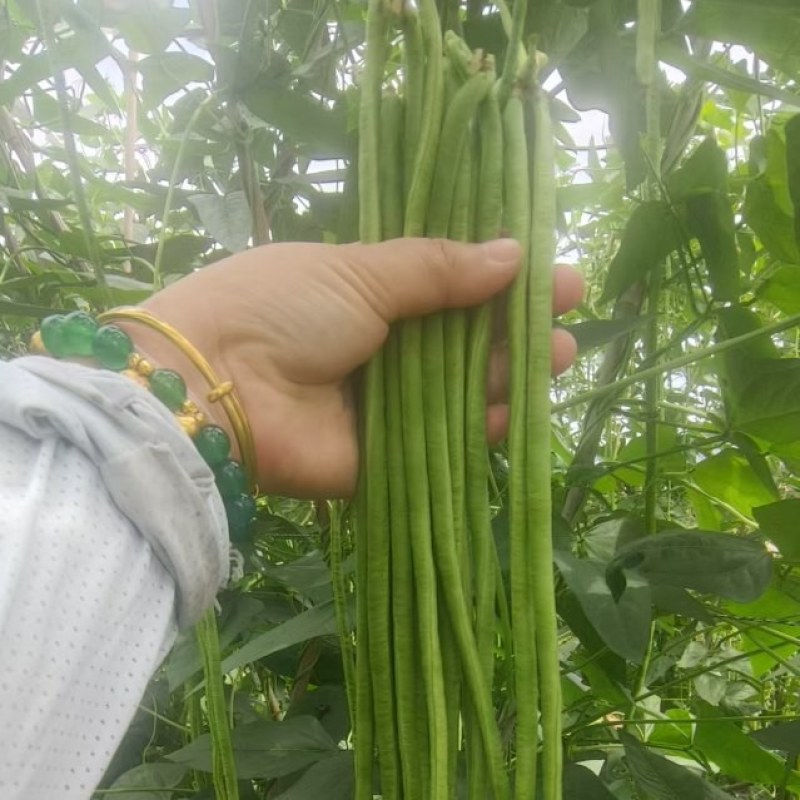 西双版纳新苗豇豆上市品质好质量保证欢迎合作