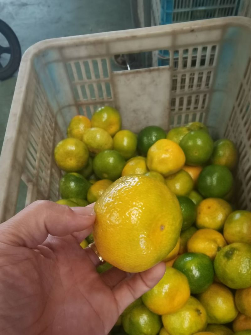 湖北精品蜜橘大量供应各大市场电商平台社区团购进出口贸易