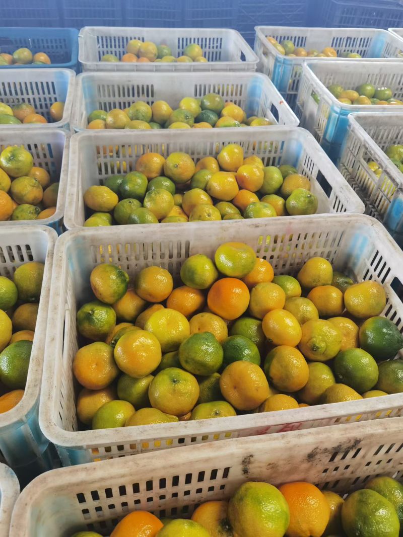 湖北精品蜜橘大量供应各大市场电商平台社区团购进出口贸易