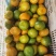 湖北精品蜜橘大量供应各大市场电商平台社区团购进出口贸易
