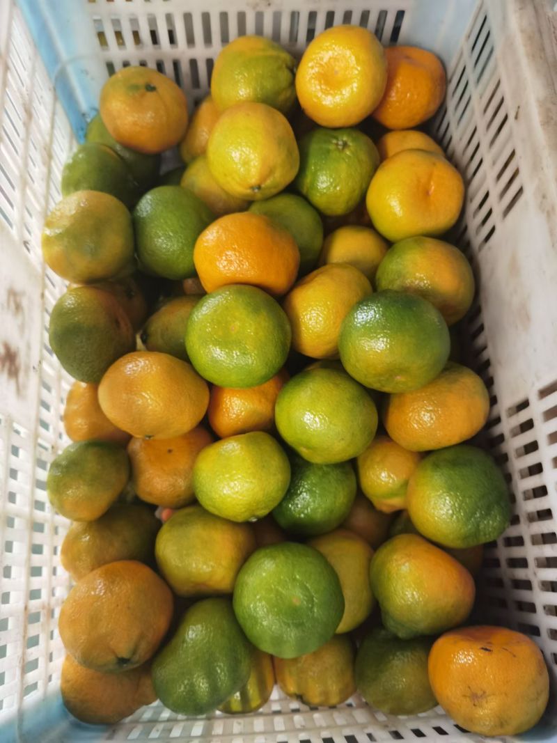湖北精品蜜橘大量供应各大市场电商平台社区团购进出口贸易