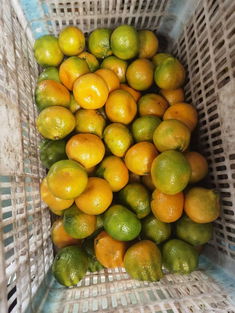 湖北精品蜜橘大量供应各大市场电商平台社区团购进出口贸易