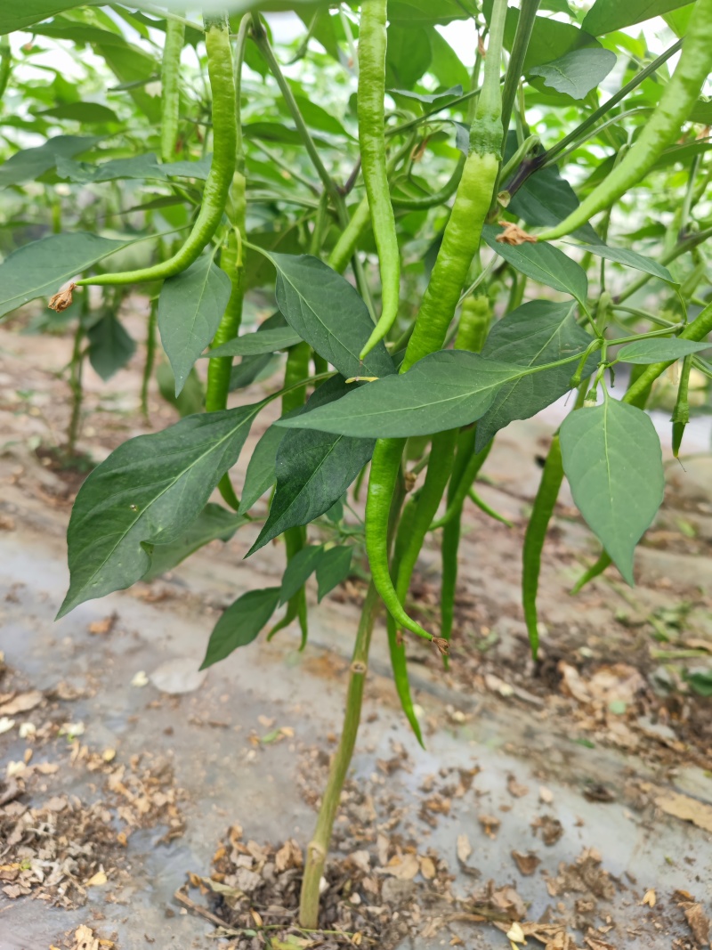 鲜辣椒（二荆条）
