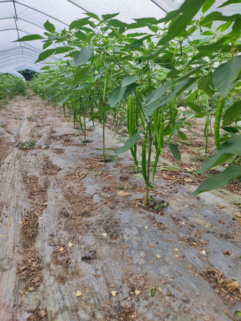 鲜辣椒（二荆条）