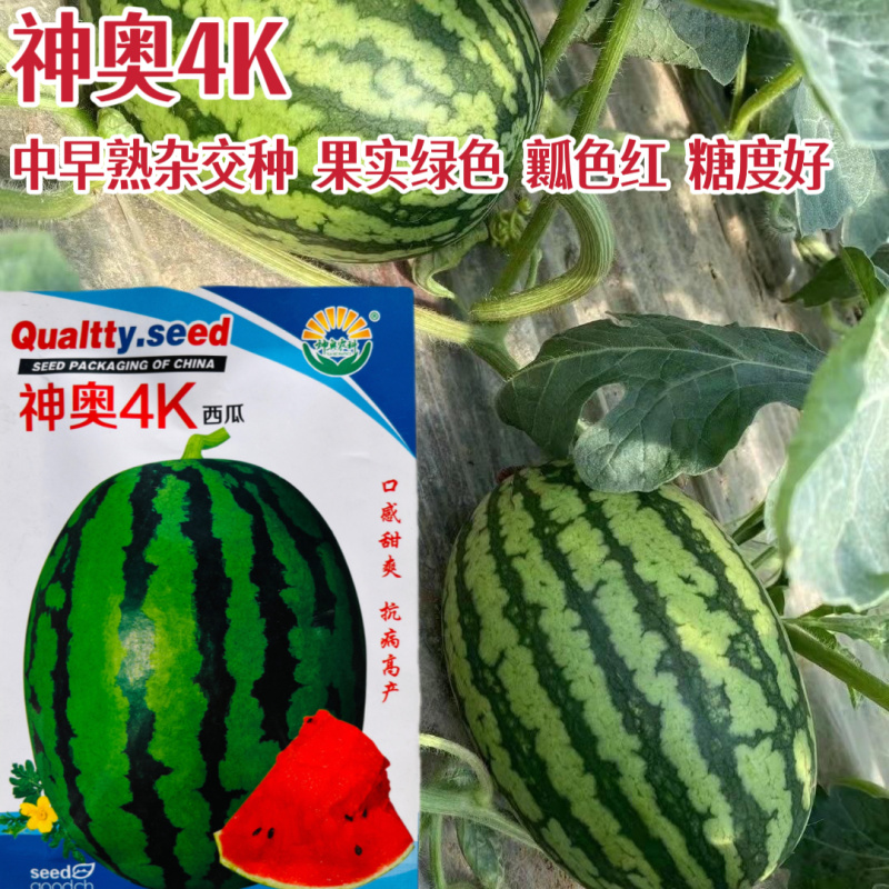 神奥4K西瓜种子糖度高薄皮抗病强西瓜种子耐低温座果多