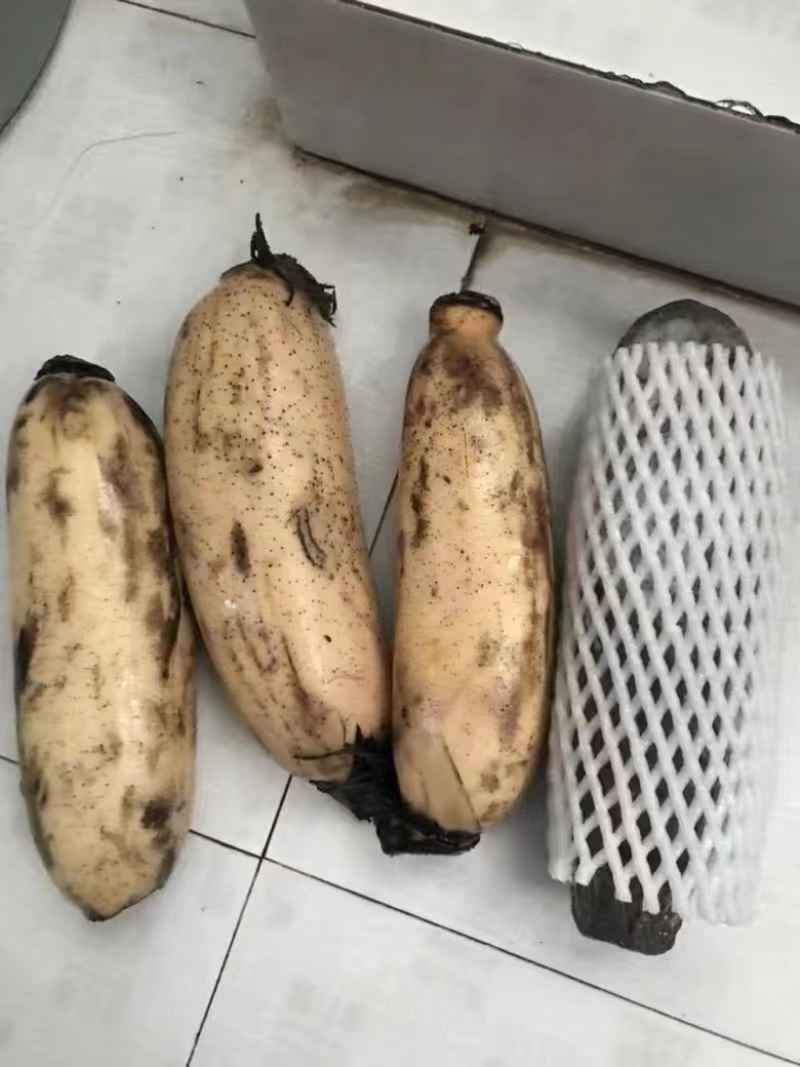 正宗湖北洪湖煲汤莲藕粉藕九孔红藕精品货带泥发货