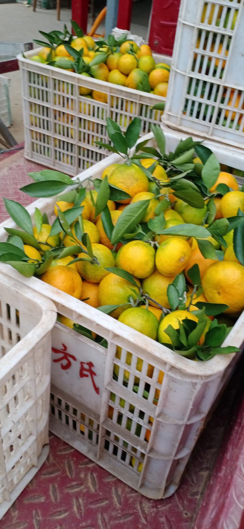 【云南特早熟蜜桔】柑桔，蜜橘，货源充足，果大味甜，