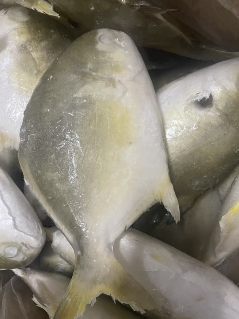 金鲳鱼特价批发