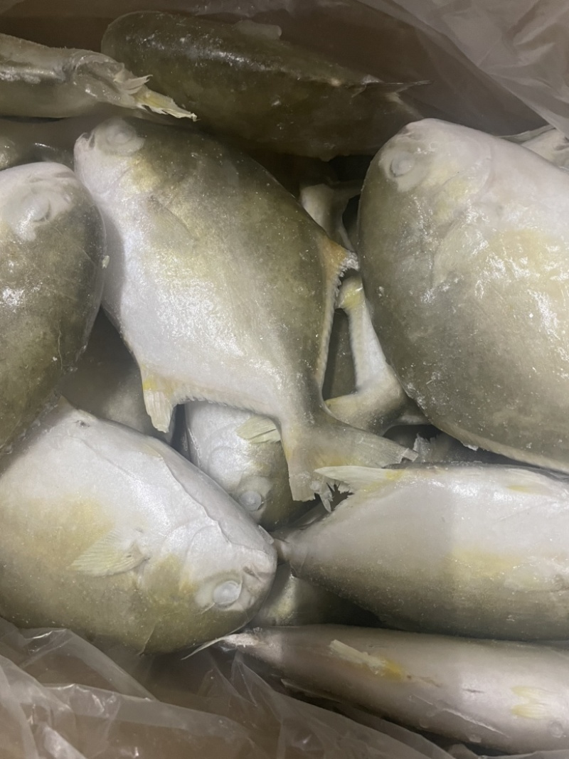 金鲳鱼特价批发