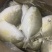 金鲳鱼特价批发