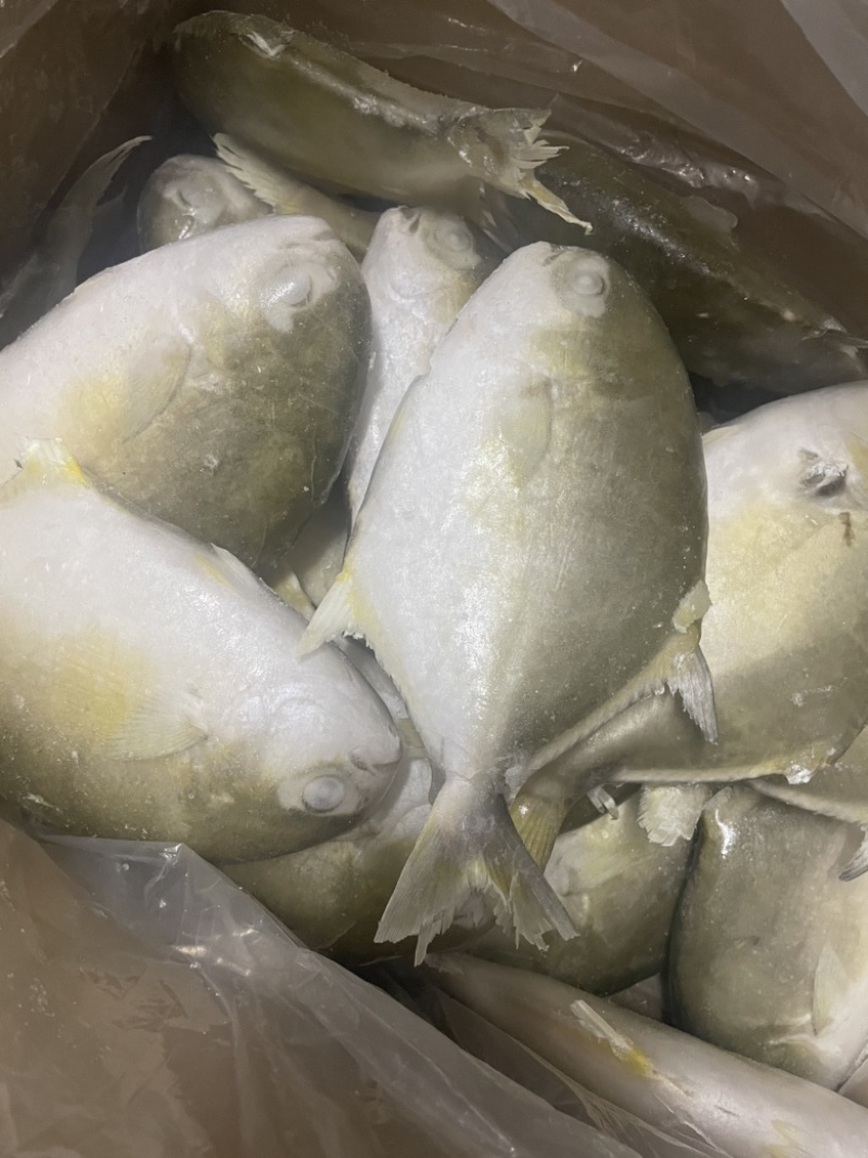 金鲳鱼特价批发