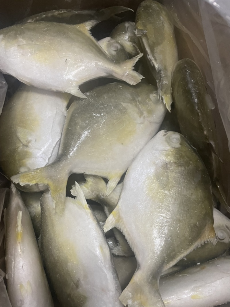 金鲳鱼特价批发