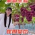 妮娜皇后葡萄苗品种保证基地签约发苗包成活包邮