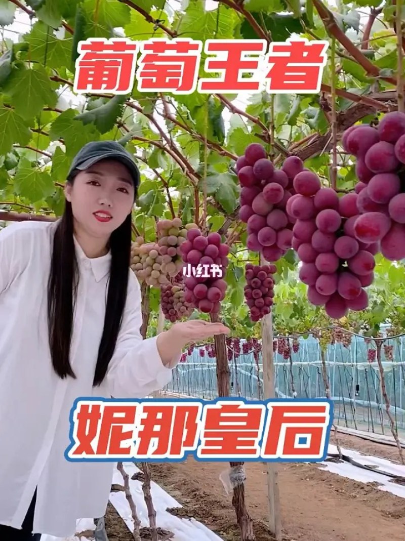 妮娜皇后葡萄苗品种保证基地签约发苗包成活包邮
