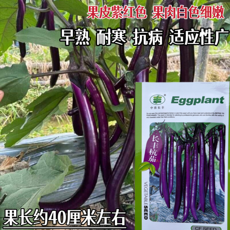 长丰杭茄种子抗病杂交薄皮口感好线茄种籽紫红长茄子种孑四季