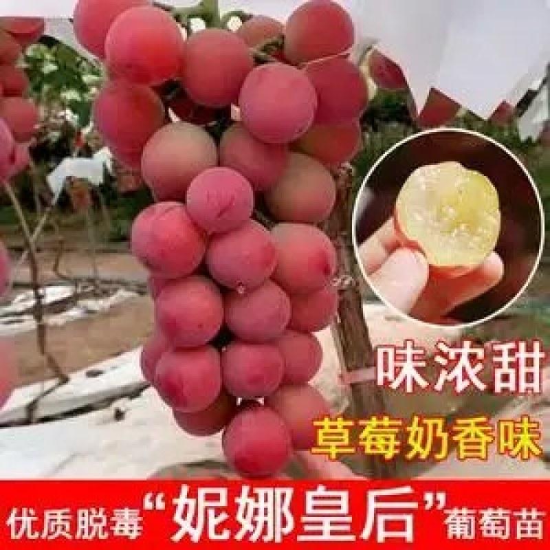 妮娜皇后葡萄苗品种保证基地签约发苗包成活包邮