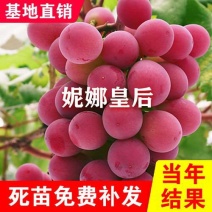 妮娜皇后葡萄苗品种保证基地签约发苗包成活包邮