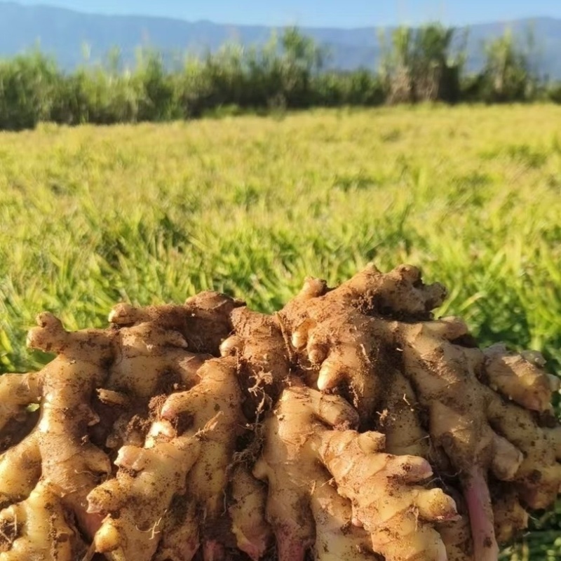 湖南娄底生姜/湖南本地生姜/大量有货/欢迎提前订购