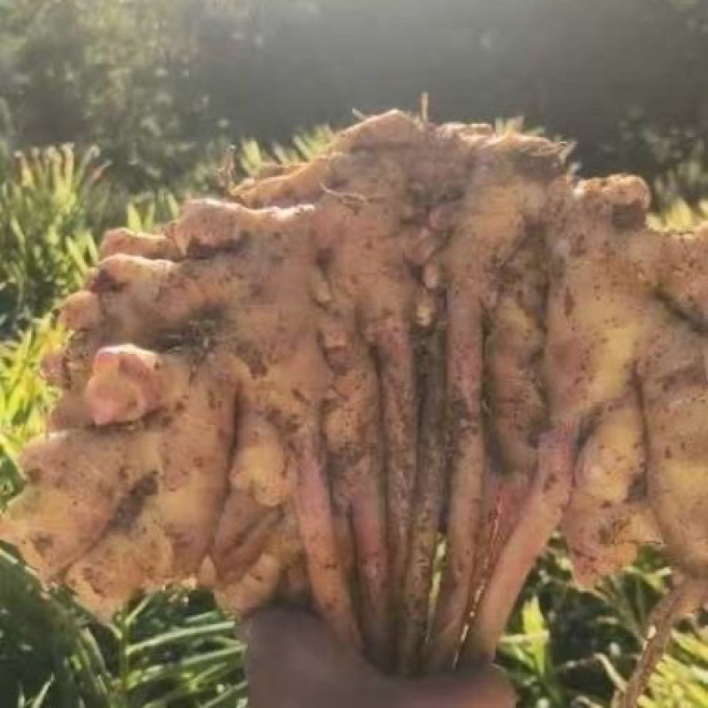 湖南娄底生姜/湖南本地生姜/大量有货/欢迎提前订购