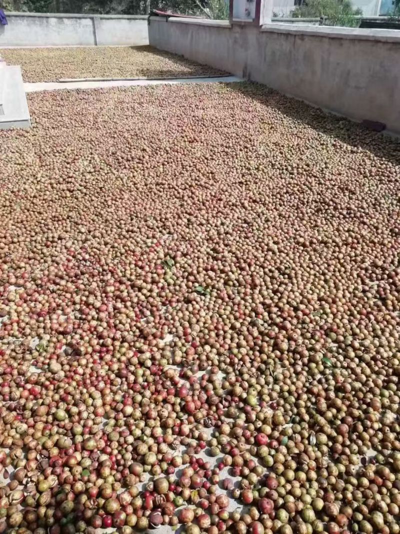 湖南高山自种茶油