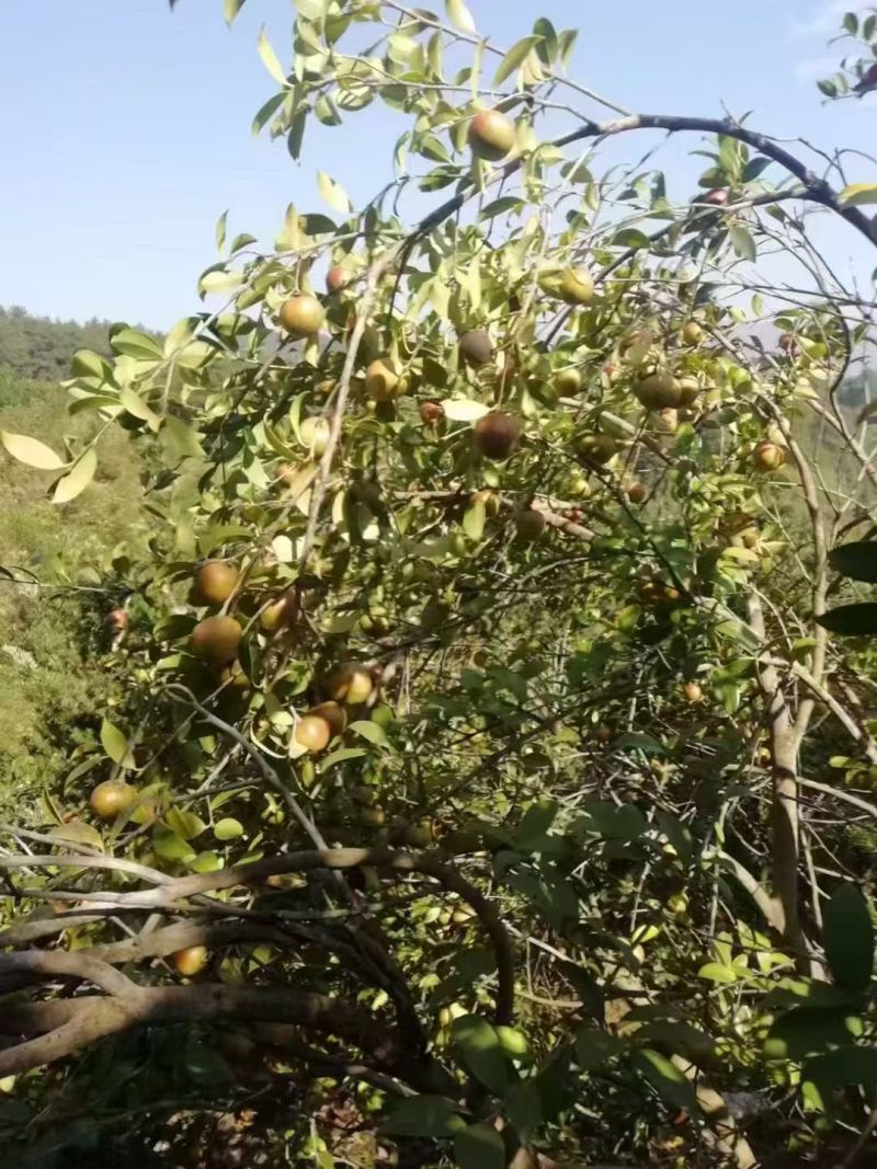 湖南高山自种茶油
