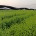 岗梅苗