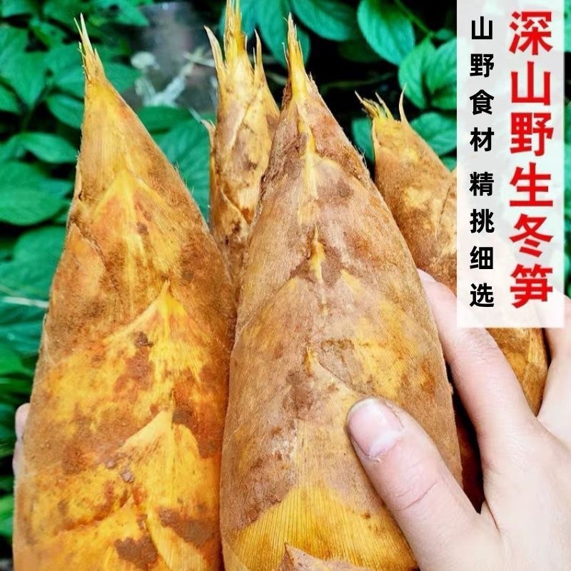 湖南娄底深山冬笋/预售货品/可以提前订购