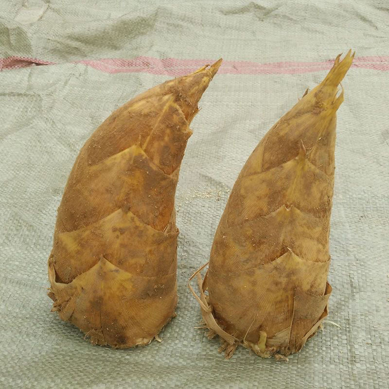 湖南娄底深山冬笋/预售货品/可以提前订购
