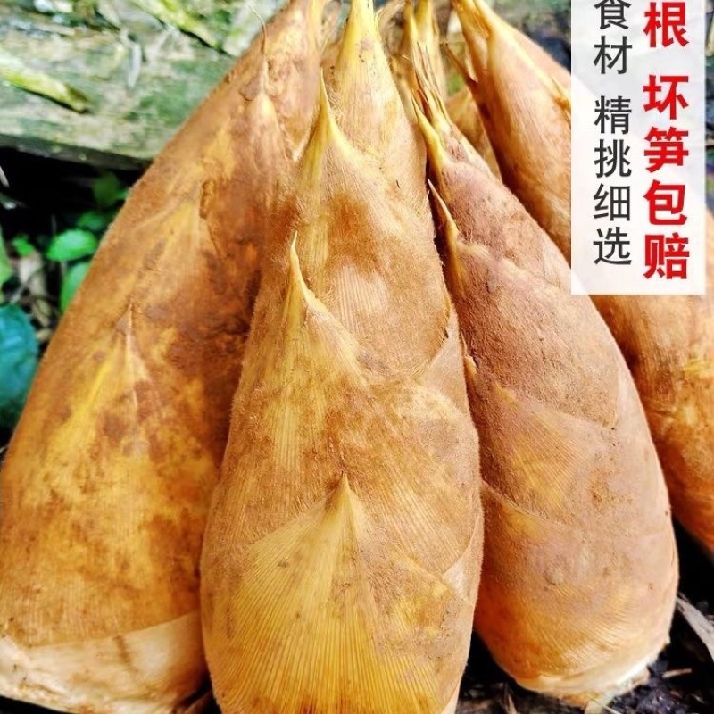 湖南娄底深山冬笋/预售货品/可以提前订购